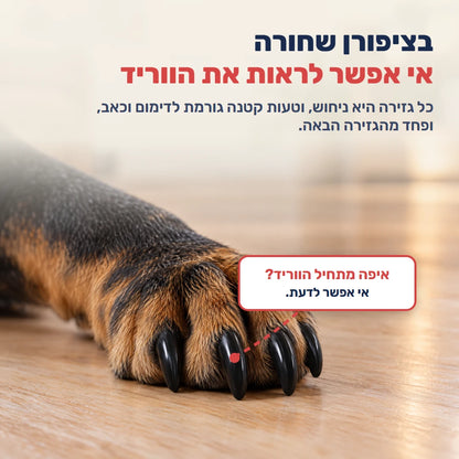 בציפורן שחורה אי אפשר לראות את הווריד